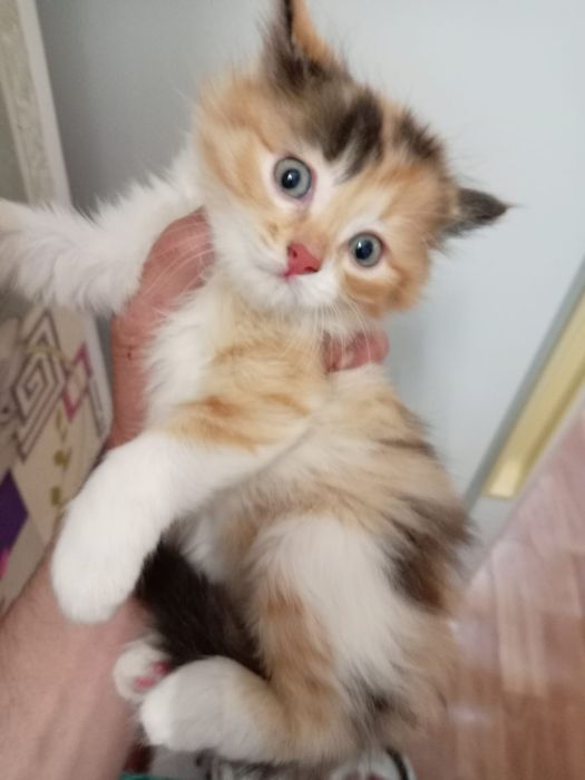 Котёнок девочка малышка