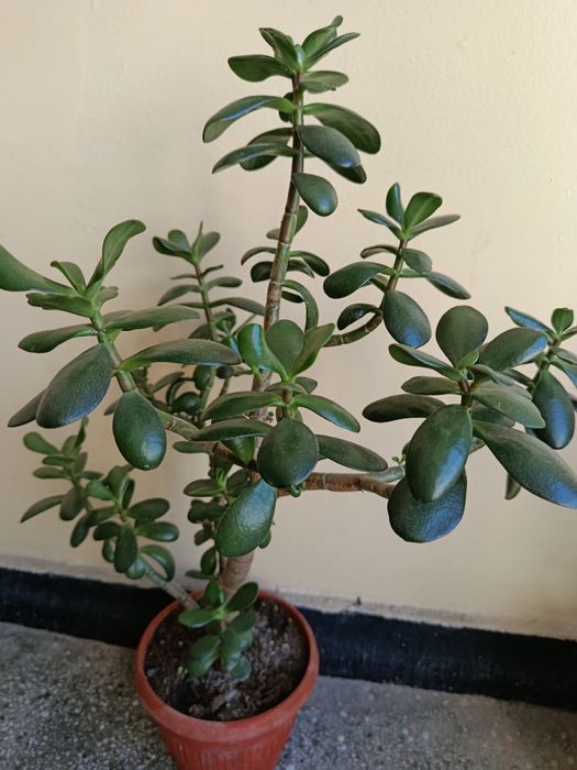 Синсевиера ,Алое Вера и Сингониум