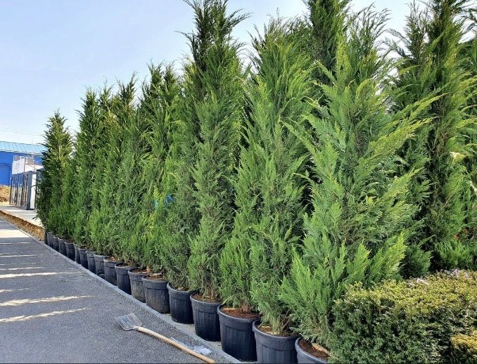 Leylandii la oferta