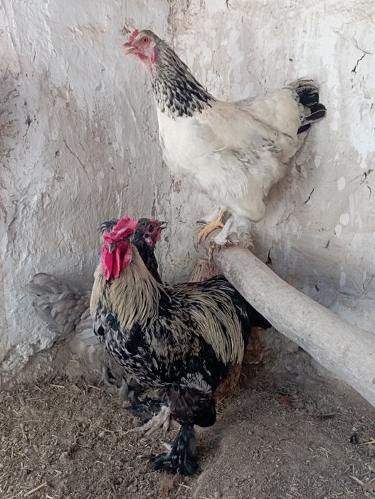 Brama tuxumlariga zakaz olamiz