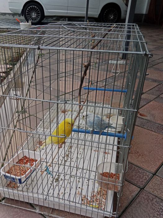 Toʻti qush qafasi bilan 250 000 ming soʻm