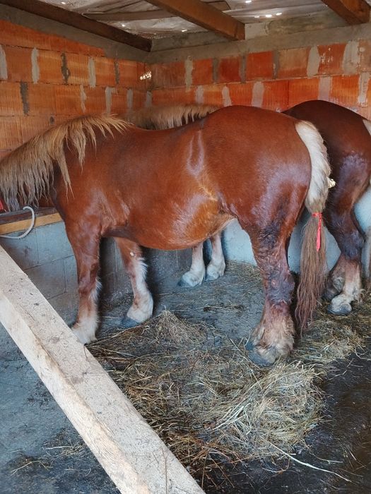 Doi ieapa de vanzare