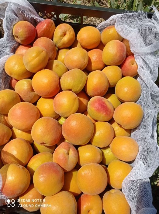 УРИК КУЧАТЛАРНИ 8 Хил сорти бор сортига падвойига кафолат берамиз