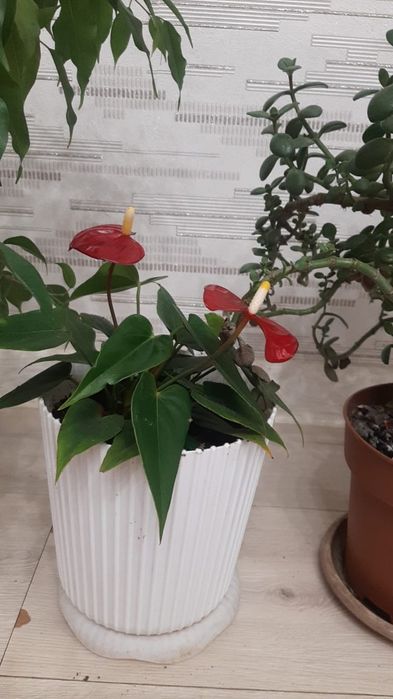 Комнатные декоративные цветы