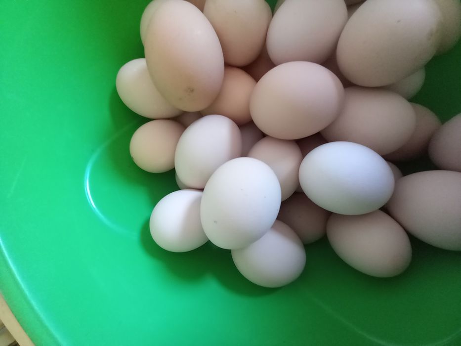 Oua incubat australorp