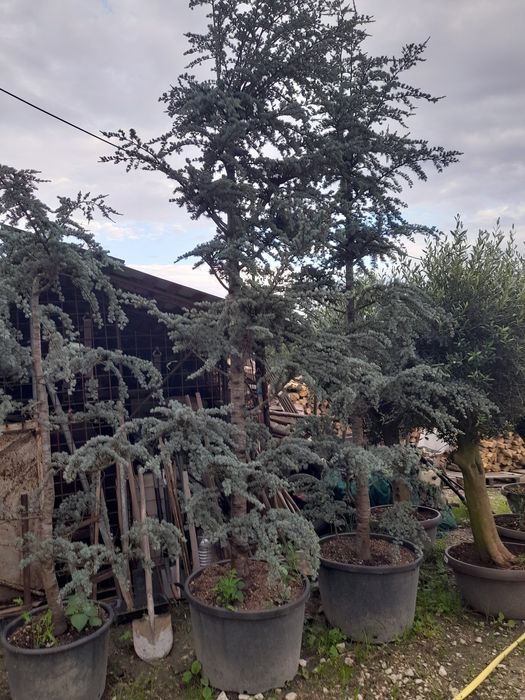 Măslin,palmieri,leilendi tuia.