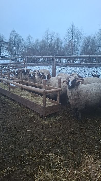 Vândut berbeci breji de Petroșani cu origine