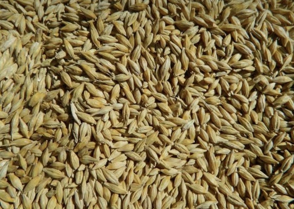 Продам ячмень и овес