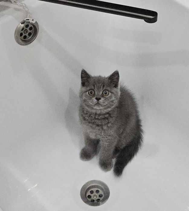 Британский котенок
