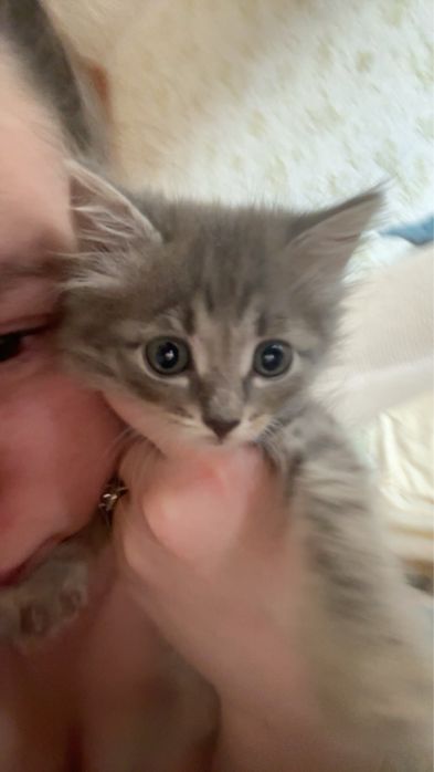 Отдам котят бесплатно