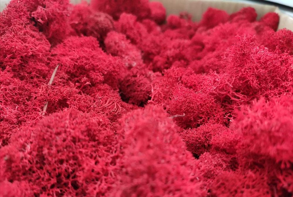 Muschi plat calitate Premium