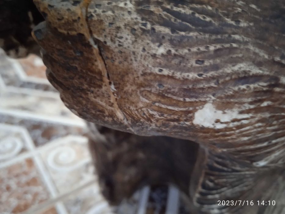 Гипсови декорации