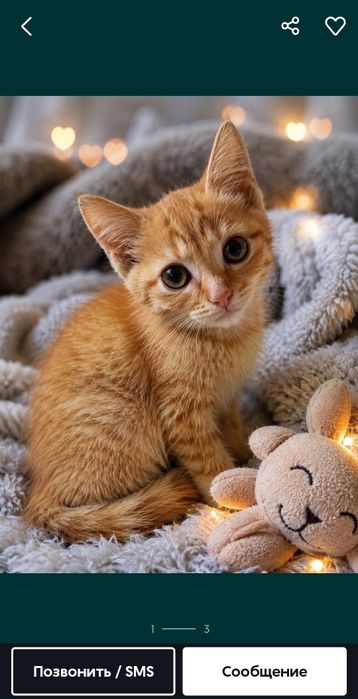 Отдам рыжего котенка