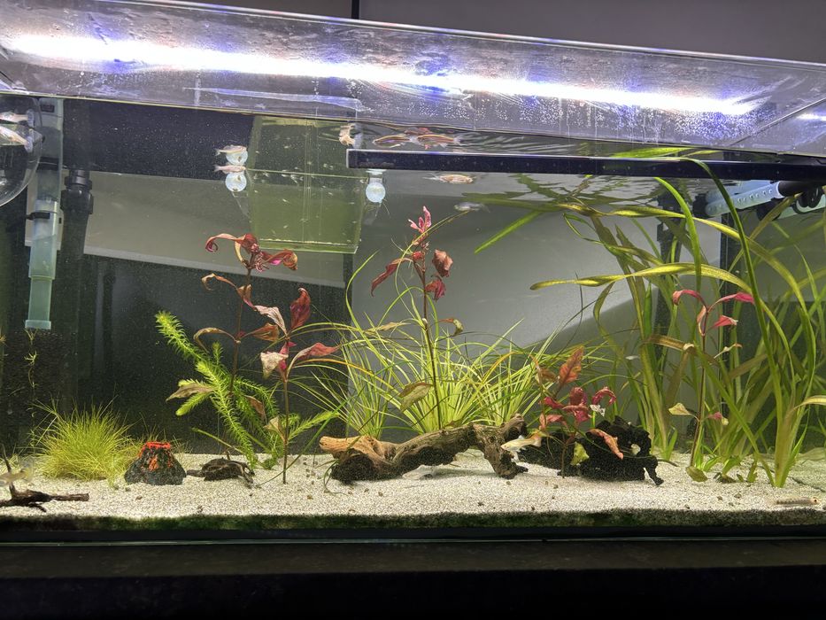 Vand acvariu 250l cu accesorii