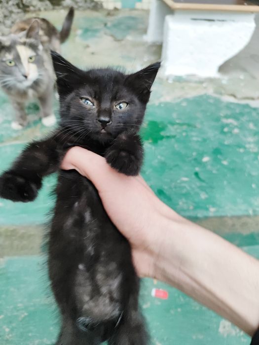 Черный котёнок, 1,5 месяца