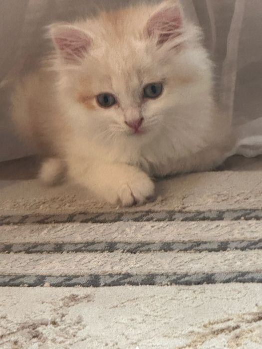 Шиншила Британская