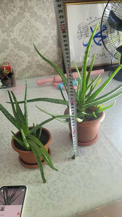 Алоэ столетник .