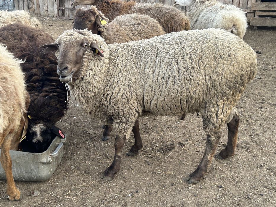 Продам.   Кошкара