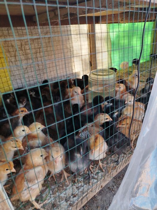 Зотли Жўжа лар сотилади