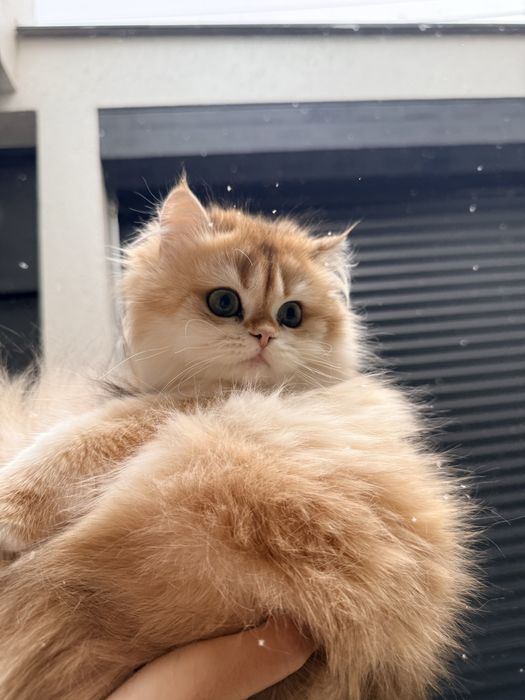 На продаже золотая шиншилла девочка