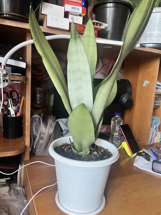 Диффенбахия каждая 6000 и 8.000