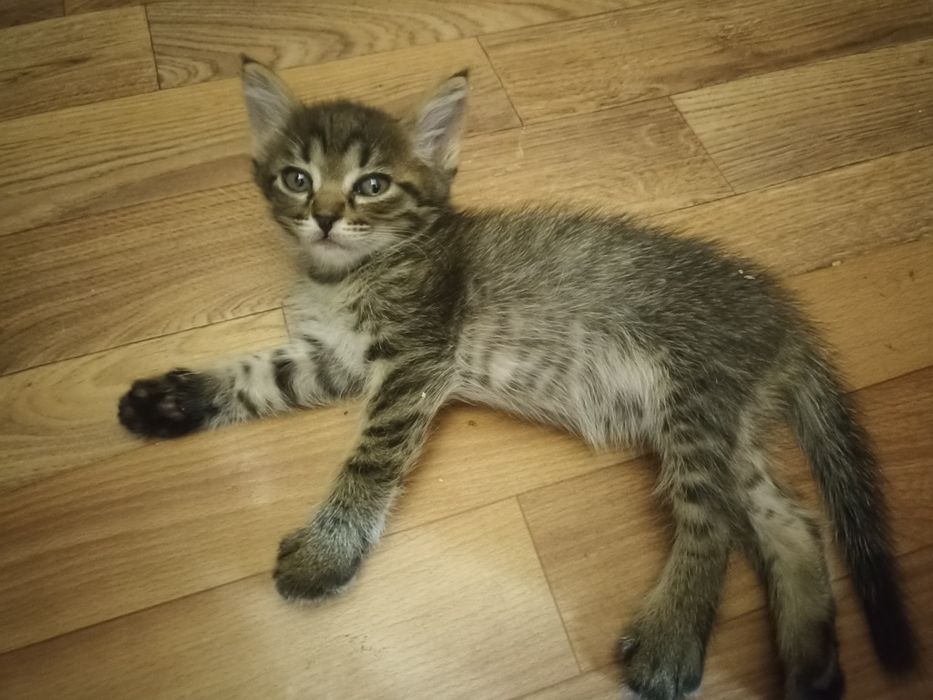 Отдам в добрые руки котенка