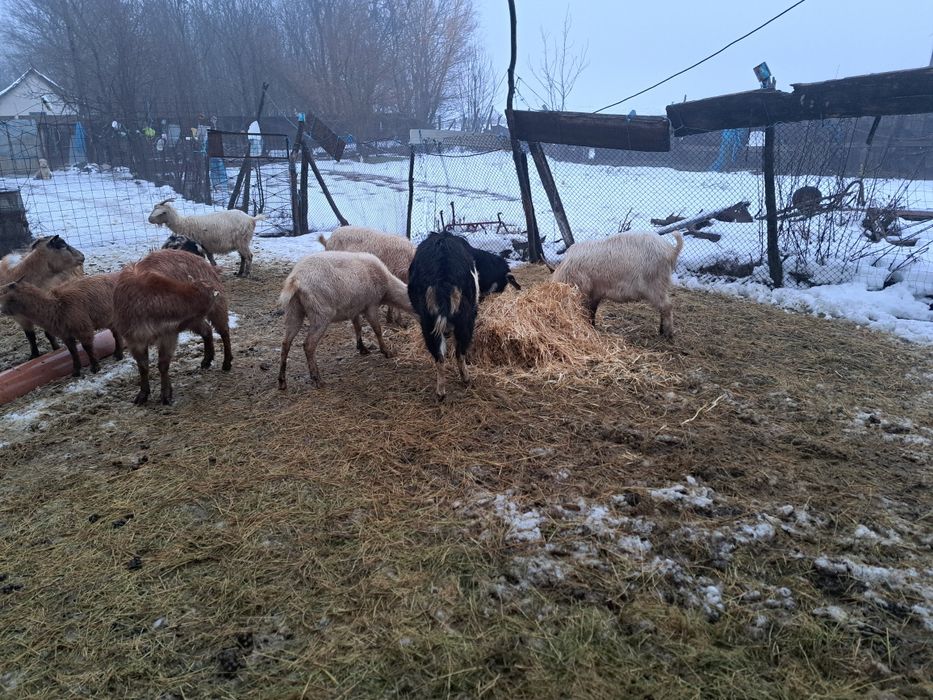 Vând 5 capre,2 țapi si 2 iedute.