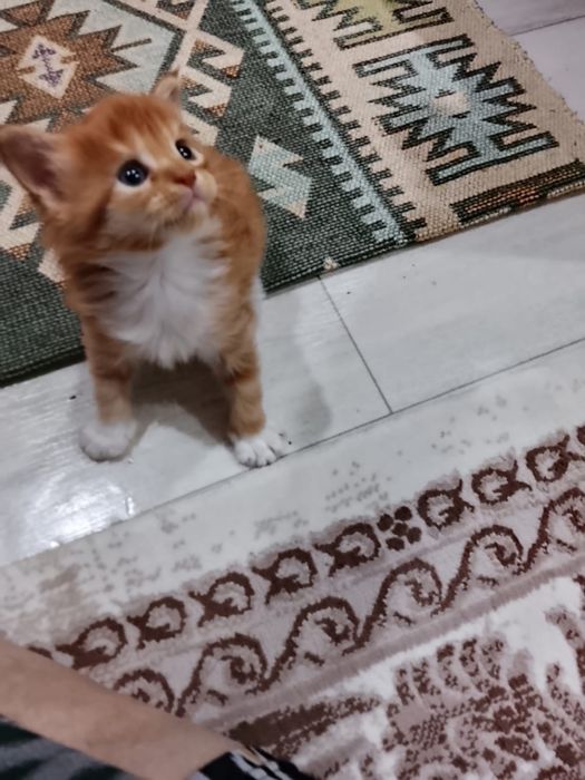 Котята мейн куна