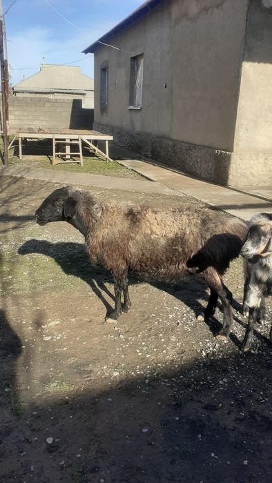 Қои сатамын жем жеп тұрған