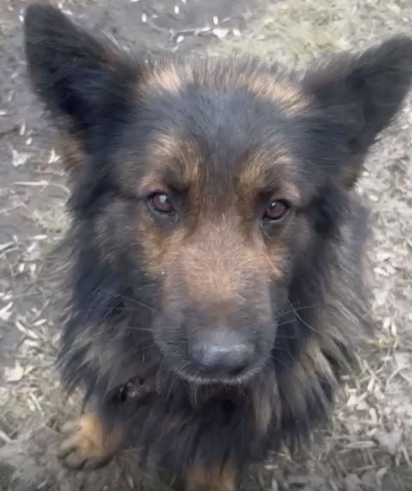 Пристраивается пёс