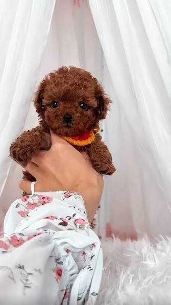 Poodle Red Toy/Mini-8 saptamani Un micuț roșcat, crescut cu grijă