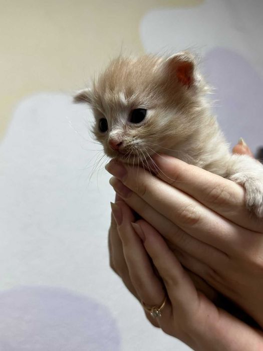 Срочно отдам котят