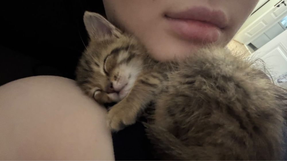Котенок 2 месяца