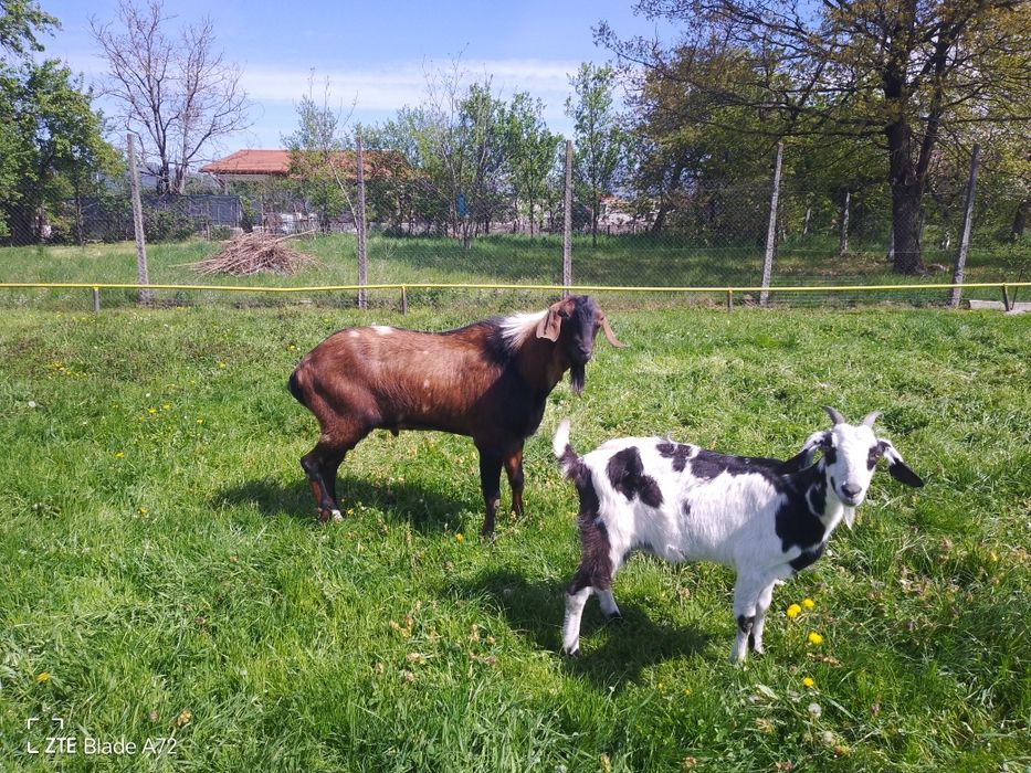 Vând capra și țap