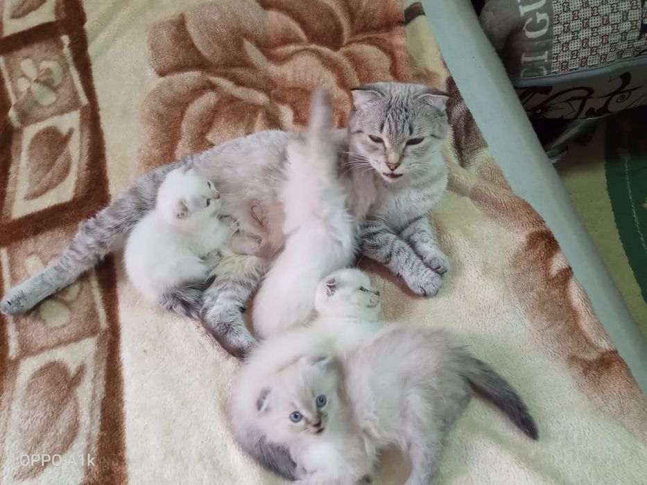 Продам котят британцы