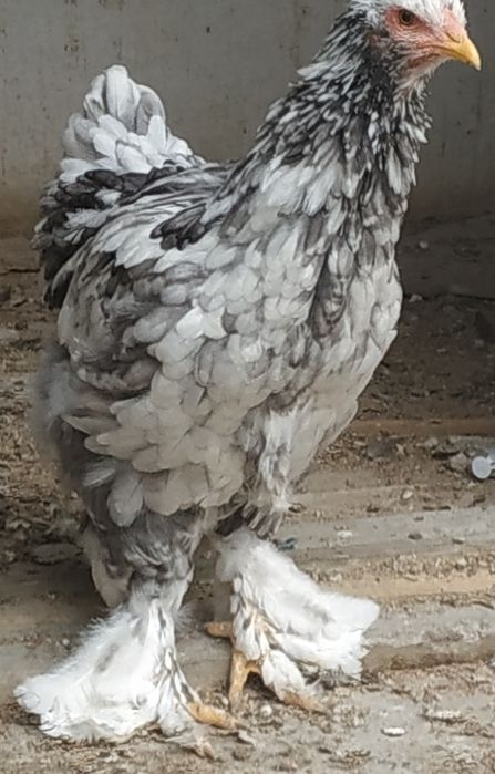 Красотка Брама Голубой Мрамор 6 месяцев.