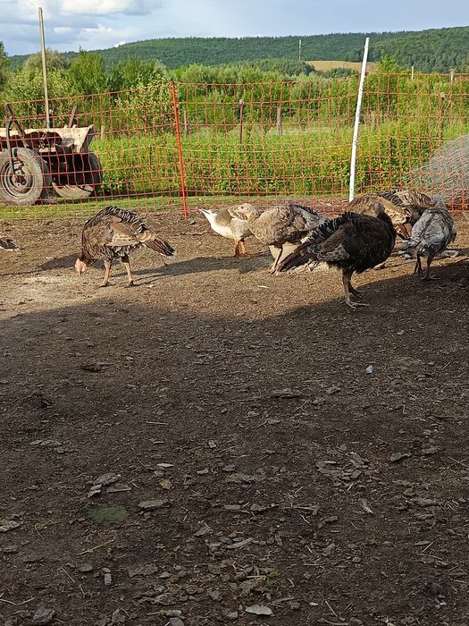 De vânzare boboci,pui de curca, rațe.