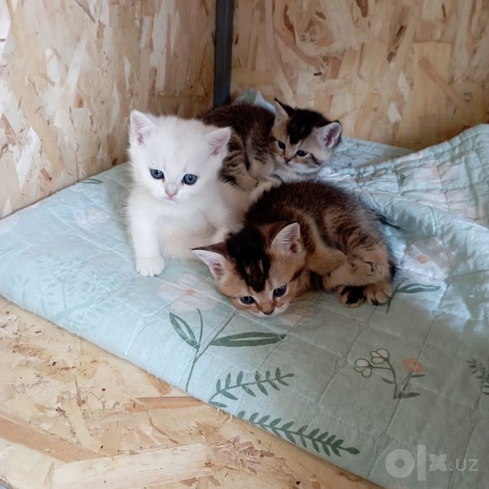 Serebristi shinshila