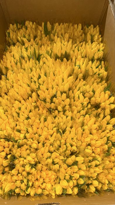 Тюльпан премиум.