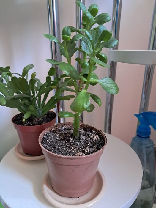 Продам комнатные цветы