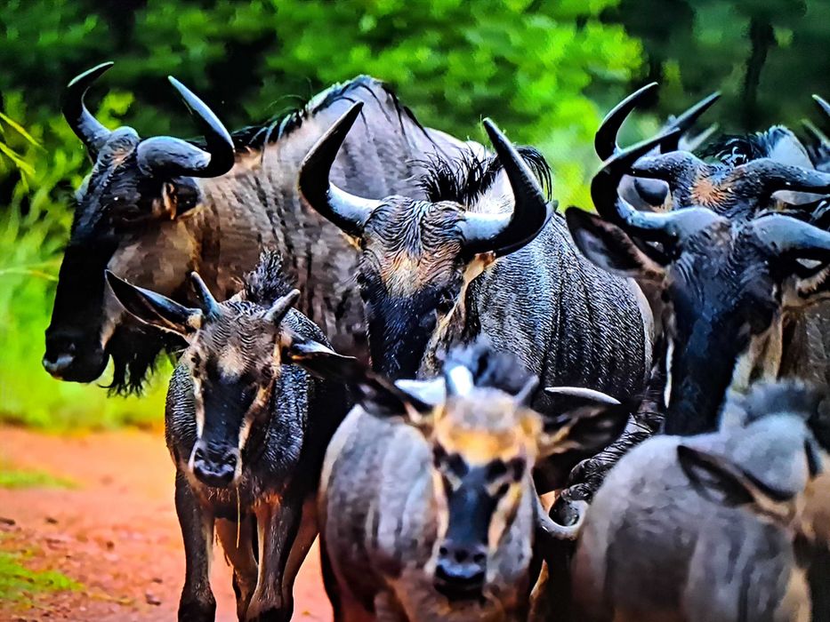 Телевизор панасоник 32 " 82см диагонал смарт