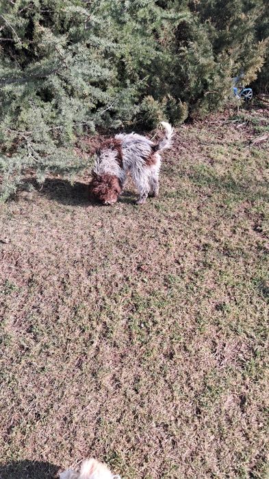 Лагото Романьоло