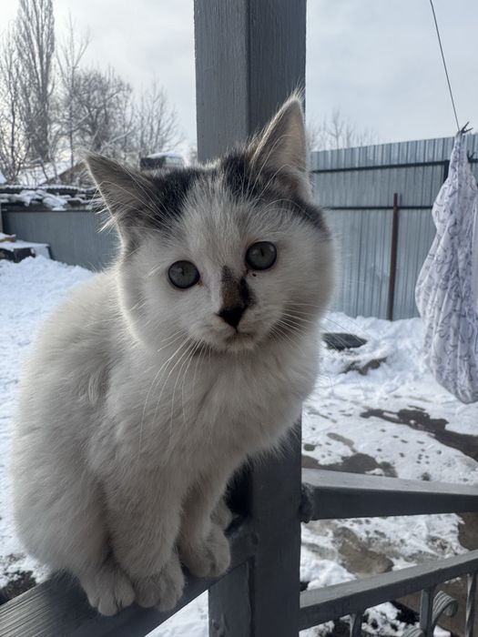 Мощные пушистики Классные котятки