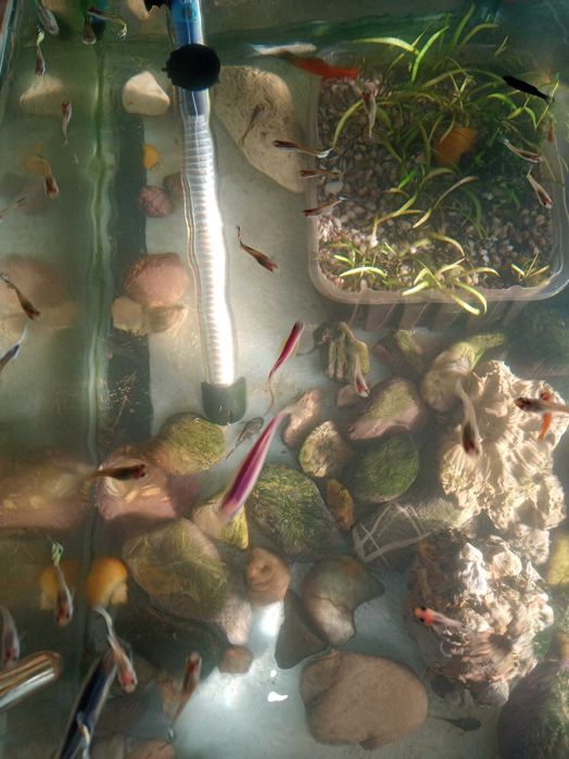 декоративни рибки гупа