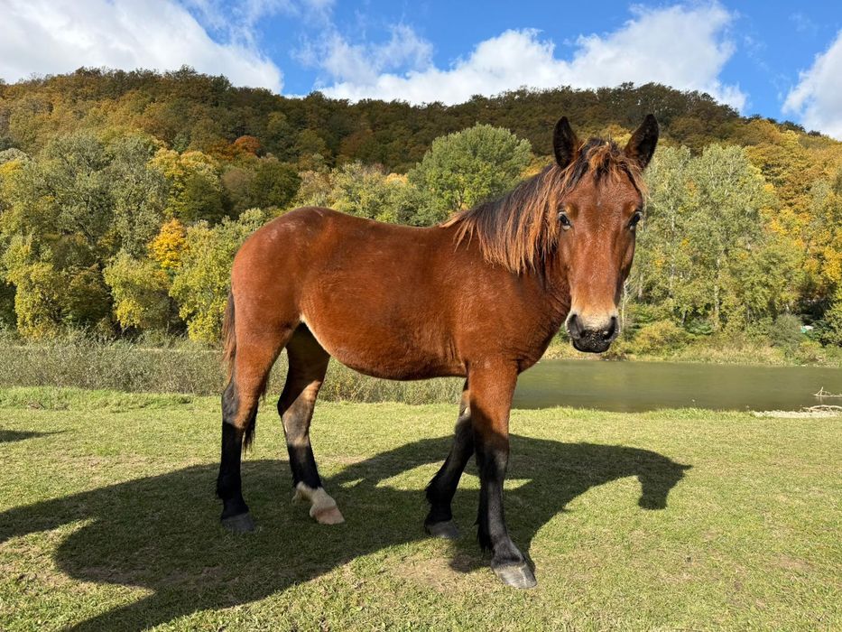 Vând o mânză 1 an jumate