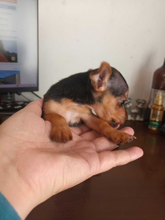 Мъжки мини пинчер