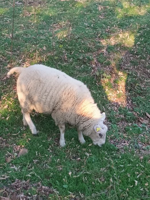 Berbecuti de vânzare