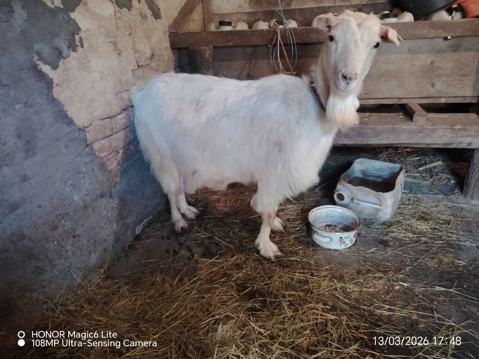 Vand sau schimb capra gestanta