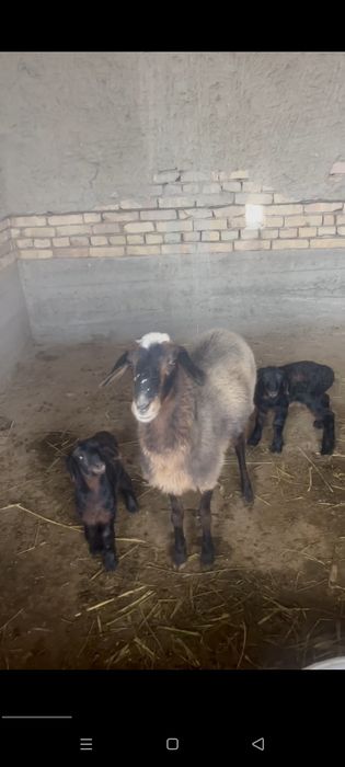 Хисори куй она бола