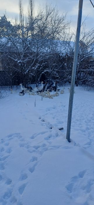 Продам домашние гуси